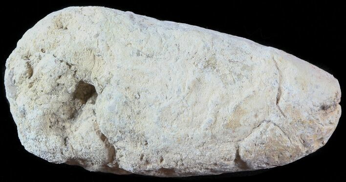 Fish Coprolite (Fossil Poo) - Kansas #49346